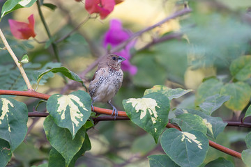 Scaly Breasted Munia