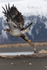 Juvenile North America Bald Eagle in Kachemak Bay, Alaska