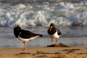 pied oystercatchet