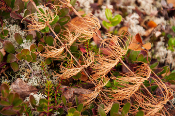 Dry brown herb with small leaves near the tsetraria moss in the fall forest. Autumn background. Nature landscape