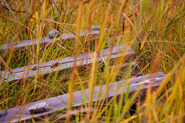 Dry yellow grass are slow swinging in the meadow. Tender and calm nature background. Gold colors. Autumn 