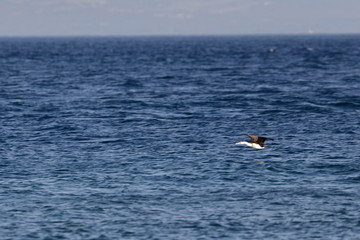 pied cormorant