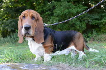Chien basset hound tenu en laisse