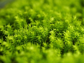 スナゴケのテクスチャ-