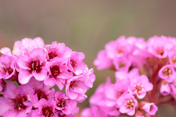 Pink-rosafarbene Blüten heißen den Frühling eindrucksvoll willkommen