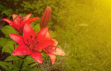 Obraz na płótnie Canvas Garden red lily flowers wet from summer rain with copy space