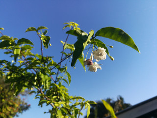 Fresh,sky,blues,tree,bloom,leaf,branch,growth