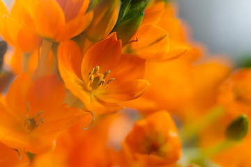 Orange flowers with orange and green background.