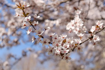 Flowers on a tree blooming on sunny springtime day