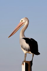 australasian pelican