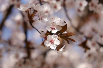 Flowers on a tree blooming on sunny springtime day