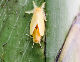 Close up of little yellow insect on the banana tree