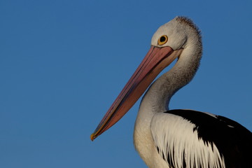 australasian pelican