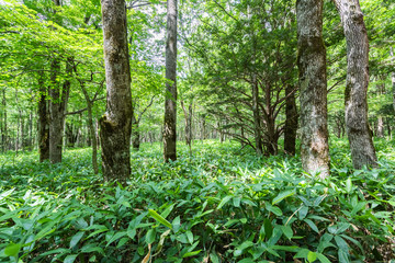 Summer Forest Landscape,Pathway at Kamikochi in Japan