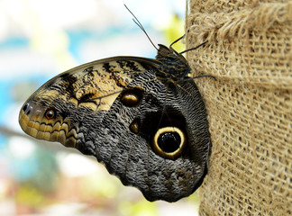 closeup of butterfly and animals