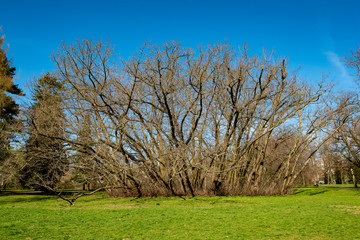 Eine Gruppe Kaukasischer Flügelnußbäume (Pterocarya fraxinifolia) im Solmspark im Norden von Frankfurt am Main
