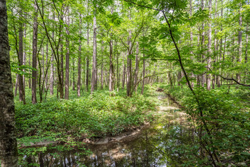 Obraz premium Summer Forest Landscape,Pathway at Kamikochi in Japan