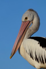 australasian pelican