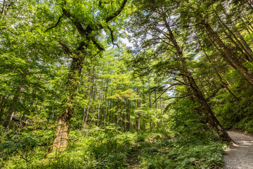Summer Forest Landscape,Pathway at Kamikochi in Japan