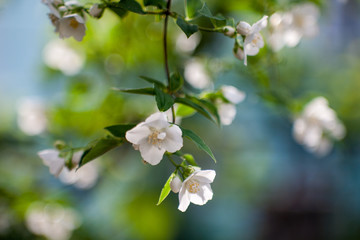 jasmine bush blossoming