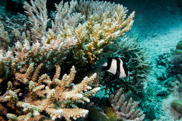 Naklejka na ściany i meble Underwater Coral Reef and Tropical Fish in Ocean
