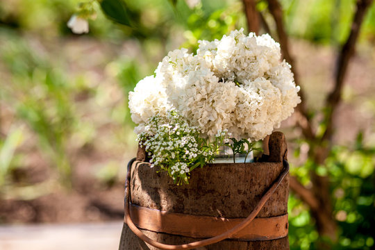Viburum white flowers