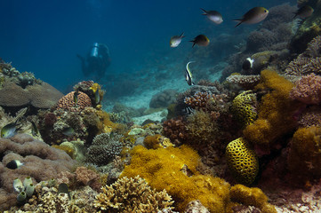Fototapeta na wymiar Scuba Diving on a Coral Reef with Tropical Fish