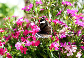 butterfly on a flower garden
