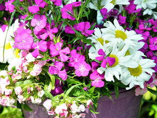 pink flowers in the garden