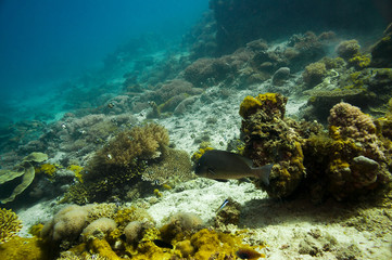 Naklejka na ściany i meble Scuba Diving on a Coral Reef with Tropical Fish