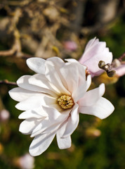 Obraz premium Sternmagnolie