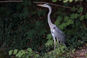 Airone in attesa della preda