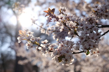 blooming tree in spring