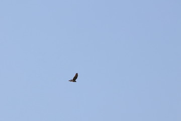 swamp harrier