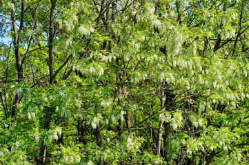 Obraz premium Blooming white bunches of white acacia flowers in bright sunlight. Natural background