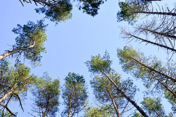View of the tops of pine trees on a Sunny day against the blue clear sky. Background. Bottom view