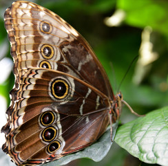 butterfly on a leaf on the garden