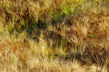 Wheat field texture in French countryside