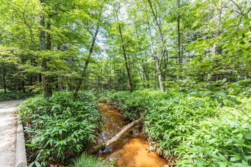 Fototapeta premium Summer Forest Landscape,Pathway at Kamikochi in Japan