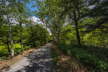 Fototapeta na wymiar Summer Forest Landscape,Pathway at Kamikochi in Japan