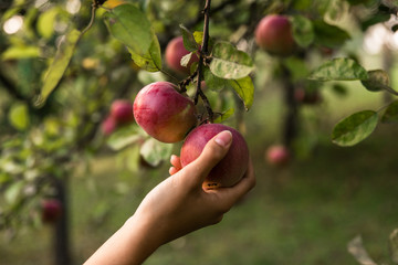 Dziewczyna zrywa jabłka z drzewa. - obrazy, fototapety, plakaty