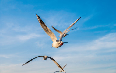 Fototapeta premium Seagulls flying in bright day light with stunning blue sky as background
