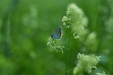 butterfly on grass