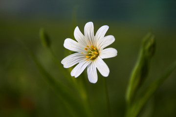 daisy in green grass