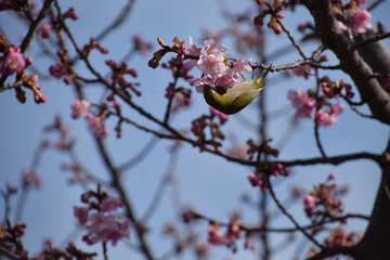 white-eye bird on the cherry tree / 開花した桜の木にとまるメジロ
