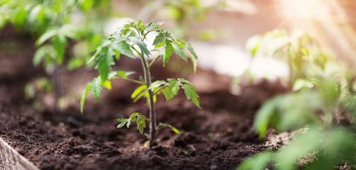 tomato seedling in greenhouse