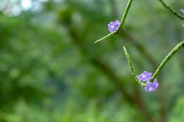 Verbena simplex Leym. or Narrow-leaved vervain with bokeh background. indonesia