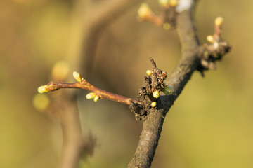 Springtime nature background.