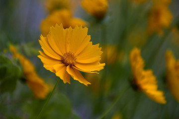 flower in garden