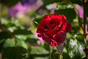 red rose in garden